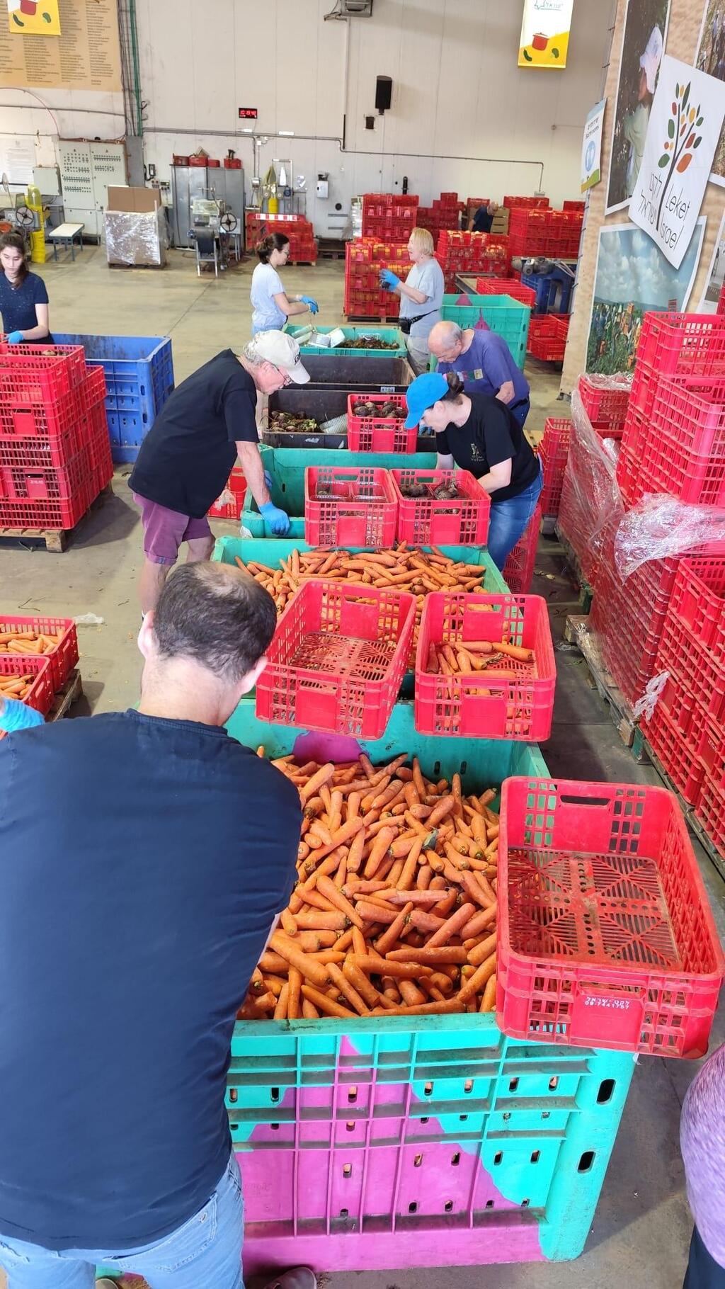 Volunteers in the Leket Israel Logistics Center 