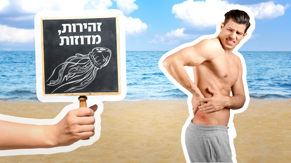 מדוזה, מדוזות