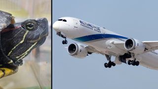 הצב על רקע מטוס אל על