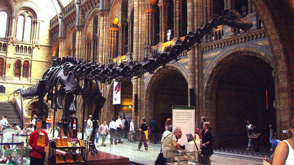 One of the largest museums of its kind. The Diplodocus skeleton at the London Natural History Museum