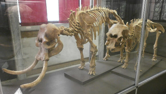 An impressive paleontological display. Skeleton of a pygmy elephant at the Milan Natural History Museum (Photo: Stefano Stabile, Wikipedia) An impressive paleontological display. Skeleton of a pygmy elephant at the Milan Natural History Museum