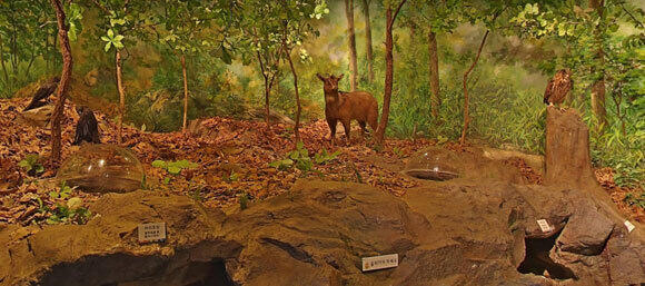 Biodiversity of East Asia. A taxidermied Amur goral (long-tailed goral) on display at the museum (Photo: Museum website) Biodiversity of East Asia. A taxidermied Amur goral (long-tailed goral) on display at the museum