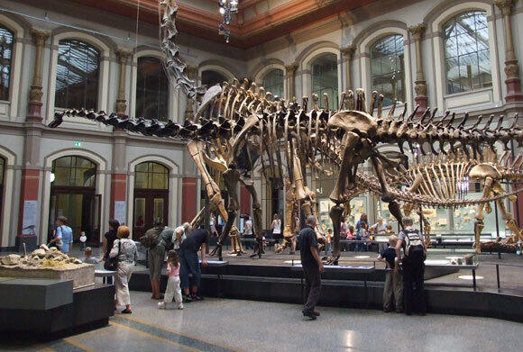 A glimpse into a vast collection. The dinosaur hall at the Museum of Natural History, Berlin (Photo: Ilja.nieuwland, Wikipedia) A glimpse into a vast collection. The dinosaur hall at the Museum of Natural History, Berlin