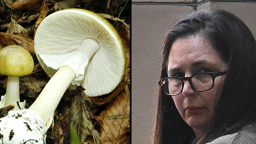 אמנית המוות Amanita phalloides פטרייה פטריות ארוחת ה מוות אוסטרליה