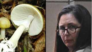 אמנית המוות Amanita phalloides פטרייה פטריות ארוחת ה מוות אוסטרליה