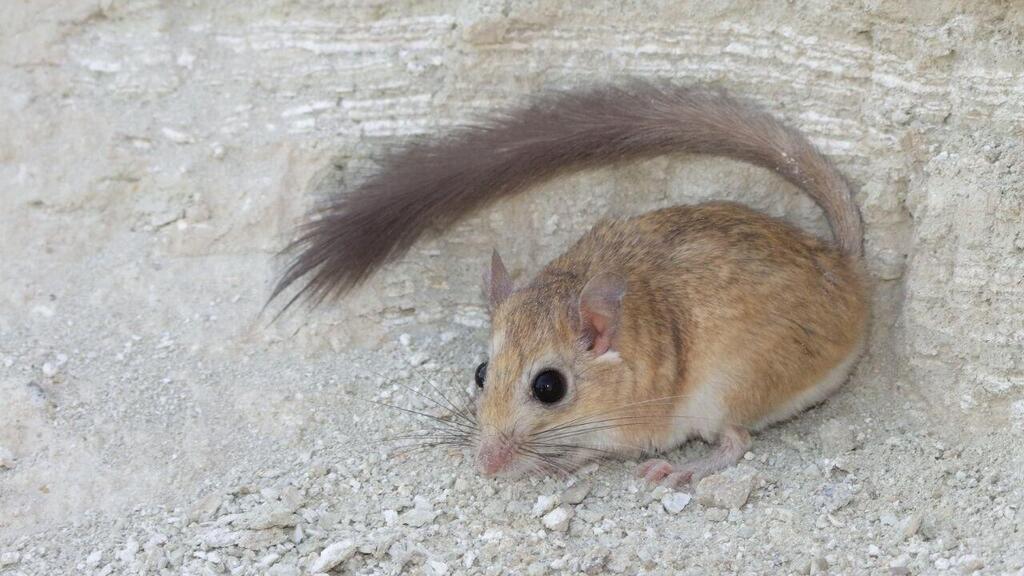 יפה זנב בתיעוד מלפני כמה שנים במדבר יהודה