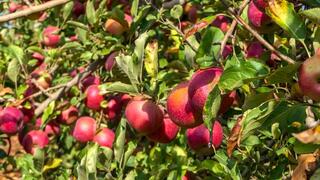 עץ תפוחים בגולן