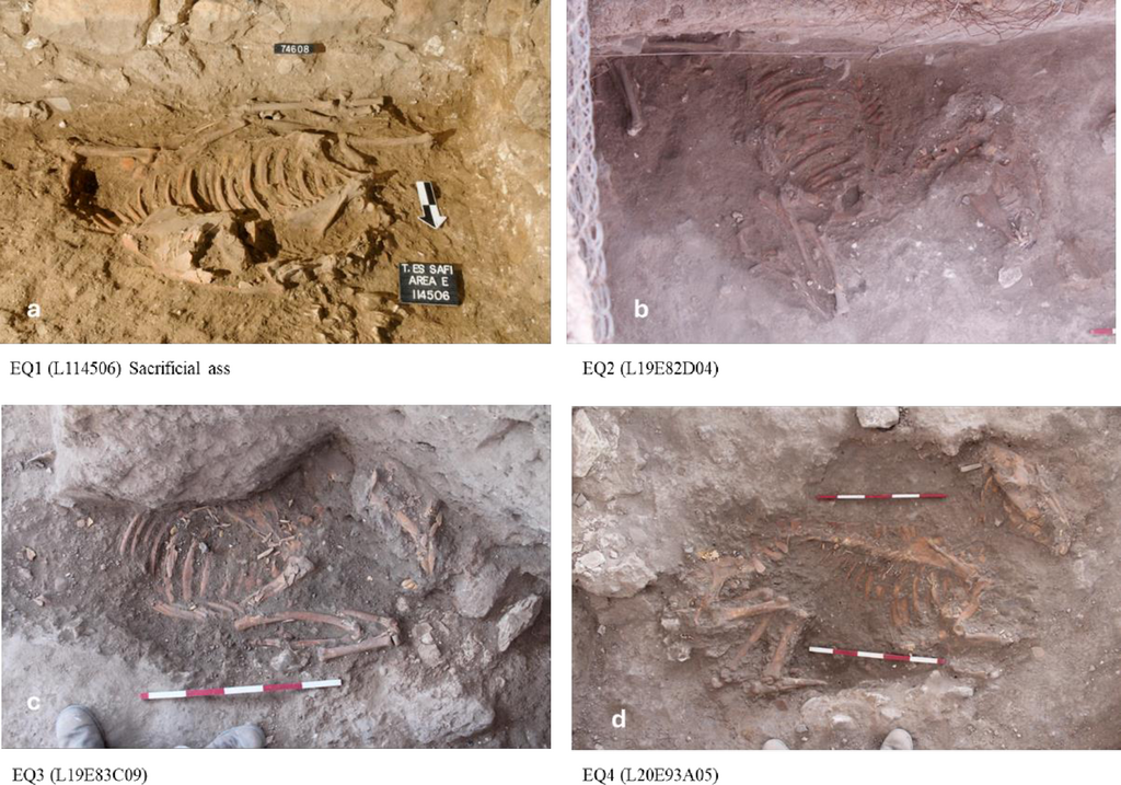 Animal remains found at Tel Tzafit (Photo: PLOS One journal) שרידי ארבעת האתונות שנחשפו בחפירות בתל צפית, אתר המזוהה עם גת הפלשתית