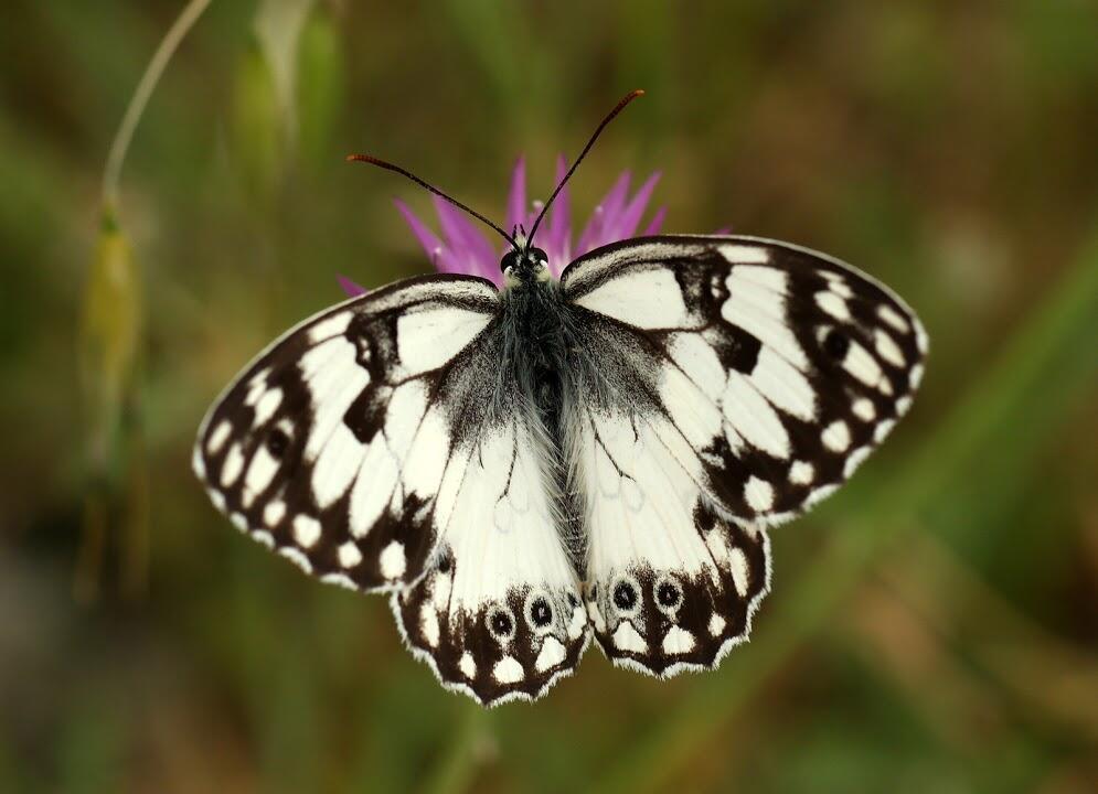 אביבית משוישת