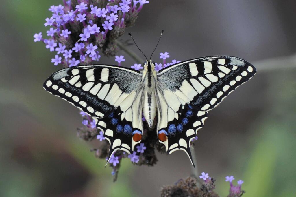 זנב סנונית נאה