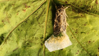 עשה מטילה ביצים 