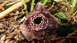 מח ממין Asarum muramatsui המפיץ ריח רע 