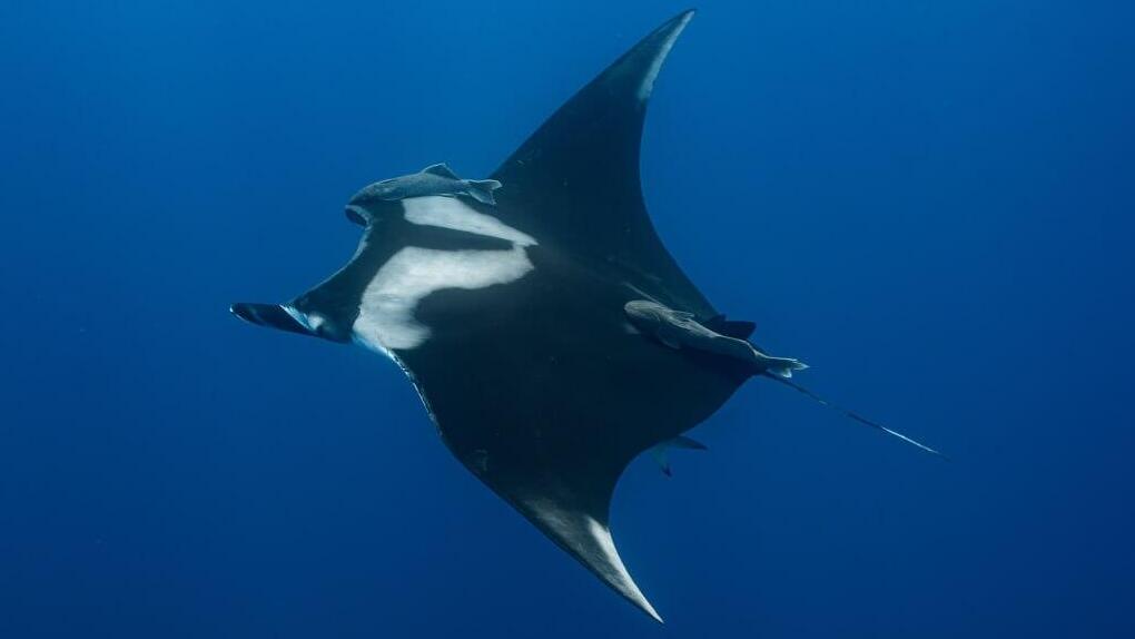 מנטת ענק במפרץ אילת