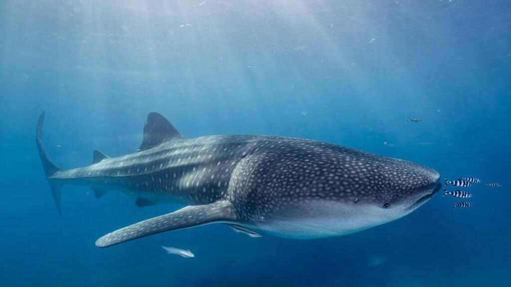 כריש לוויתן במפרץ אילת