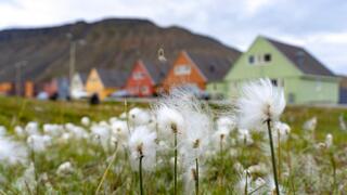 צמחייה משגשגת בלונגירביאן, עיר הבירה של סבאלברד