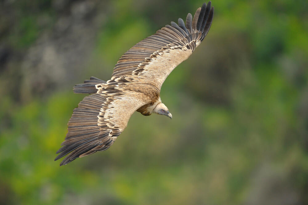 Photo: Vladimir Kogan Michael/Shutterstock נשר מקראי