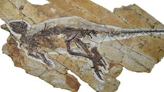 המאובן השלם של פולאוזאורוס צ'ינגלונג, מין דינוזאור חדש שהתגלה בסין