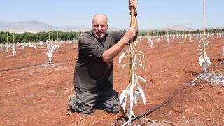 עצים חדשים באדמת הגליל העליון. עופר (פושקו) מושקוביץ
