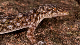 מין השממית Paragehyra tsaranoro, שנחשב מיקרו-אנדמי במדגסקר