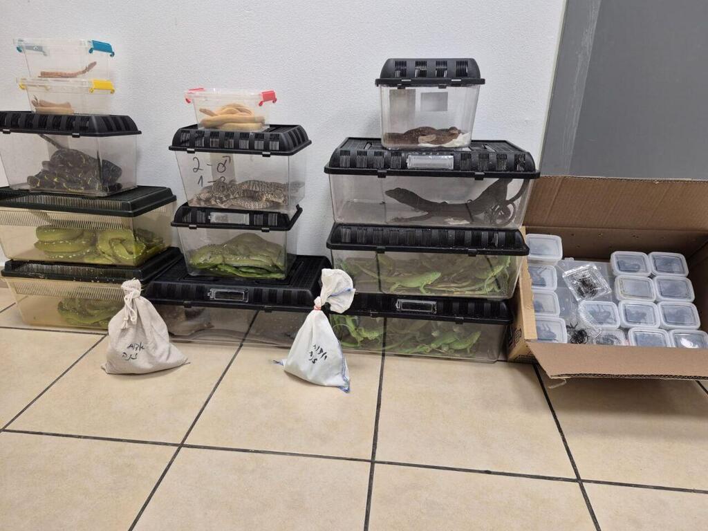 "השלל" שנתפס בנתב"ג, כחלק מניסיון ההברחה מתאילנד לישראל