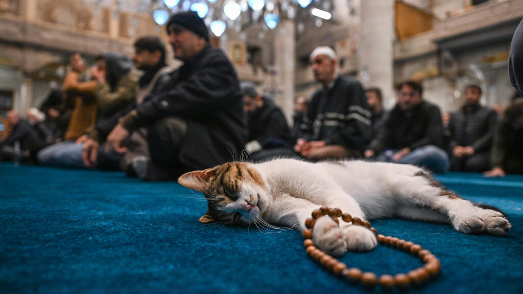 חתול נח לצד מתפללי מסגד באיסטנבול