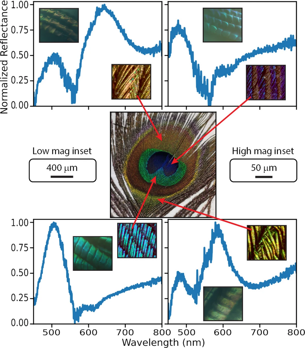 ההסבר על הלייזר והטווס