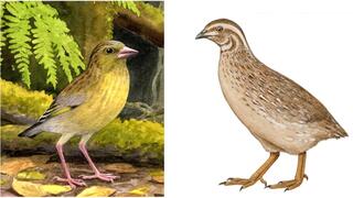 שליו סאו ויסנטה מהאי סאו ויסנטה בכף ורדה (מימין) וירקון דק-מקור מטנריף שבאיים הקנריים