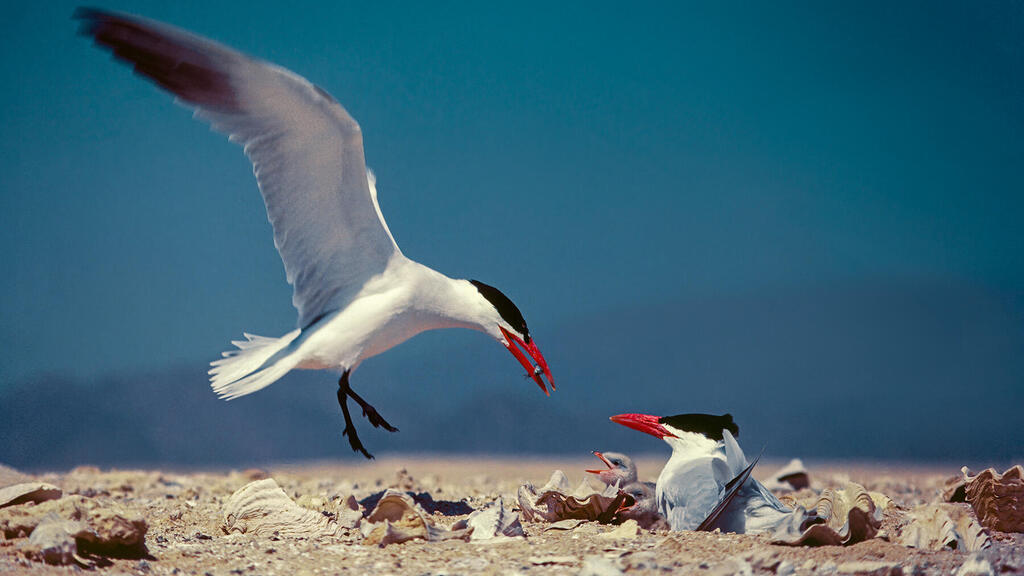 שחפית כספית נוחתת בקן על הקרקע כדי להאכיל את אפרוחיה הנשמרים תחת כנפי הנקבה