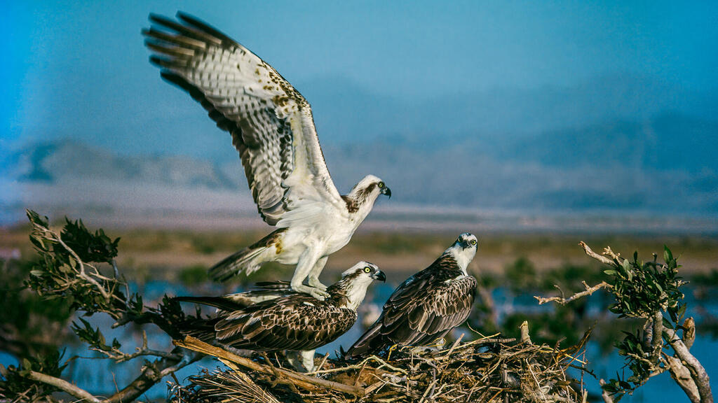 שלכים בתופעת "פוליאנדריה" בה שני זכרים מטפלים בנקבה בקן ומזדווגים איתה. צולם בדרום סיני (חוף נבק)
