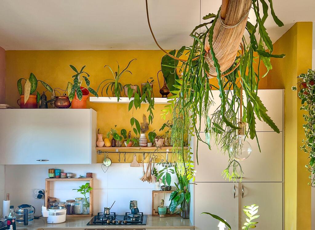 Greenery above the island, on shelves and even above the cabinets (Photo: Rinat Tal) מעל האי כף תמר