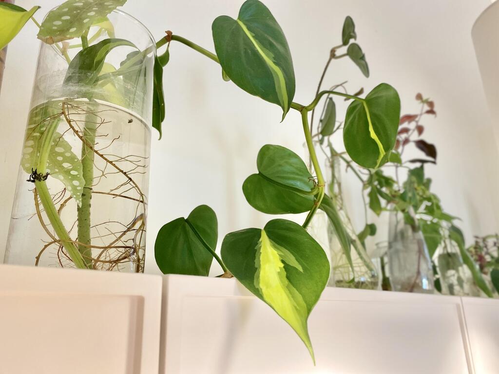 Choose plants that grow in water (Photo: Rinat Tal) מעל הארונות במטבח של לימור, צמחייה: רינת טל, אדריכלות ועיצוב: Freespace Architecture