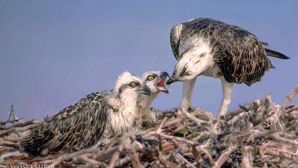 משפחת השלכים באי טיראן