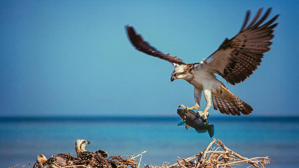 שלך נוחת בקן עם דג להאכלת הגוזלים