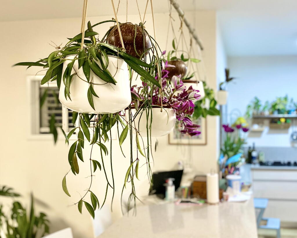 Trailing plants above the kitchen island in Chen and Dror’s home, with shelves of potted plants in the background (Photo: Rinat Tal) מעל האי של חן ודרור - נינג׳ה לצמחים ונינג׳ה לאנשים