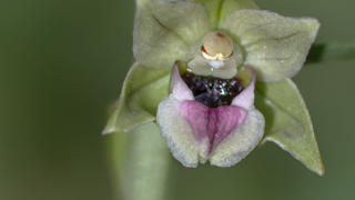 פרח קטנטן בן חורש רחב עלים בצילום מאקרו