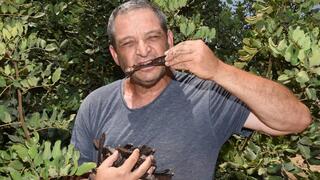 שי גולני במטע החרובים