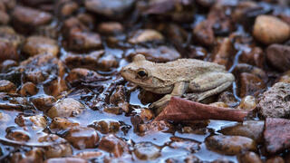 צפרדע צרצר מהמין Acris crepitans 