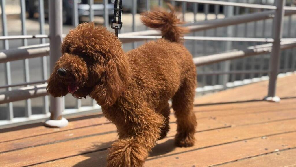 הכלב נלקח לטיפול