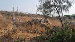 חצב פורח בבית ספר שדה חוף הכרמל של החברה להגנת הטבע