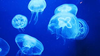 נחיל מדוזות