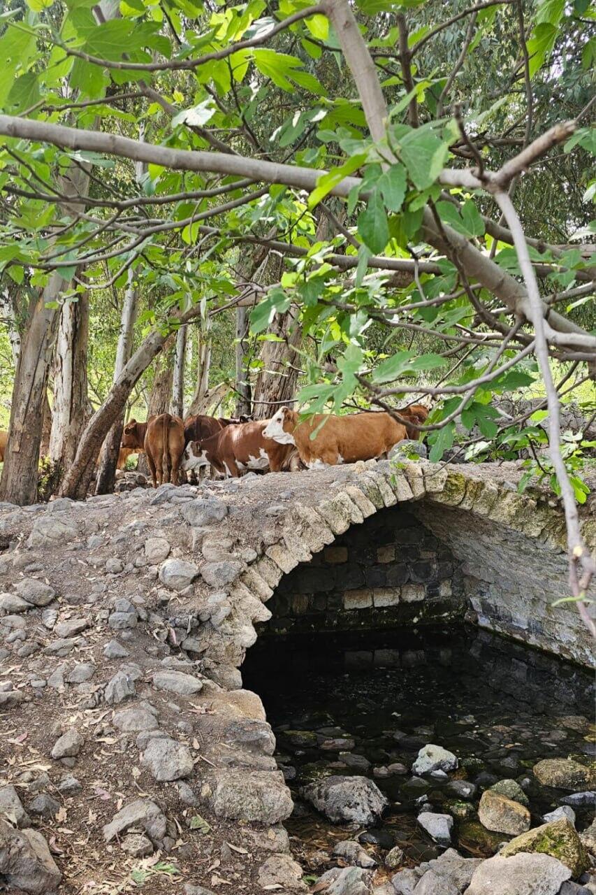 Photo: Society for the Protection of Nature in Israel כפר עין פית המקום בו יקים צה"ל מתקן צבאי שיהרוס את שמורת ה טבע