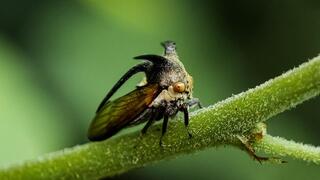 גבנונית מהמין Centrotus cornutus על ענף עץ