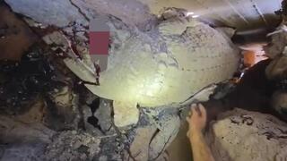 התנין שנורה למוות במסתור