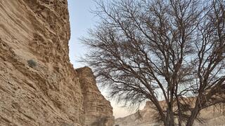 זריחה בערבה. להתחבר למדבר המתעורר