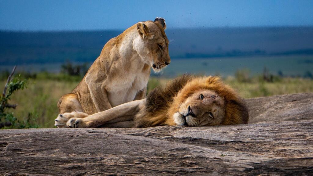 Photo: Uri Liron ספארי במסאי מרה קניה