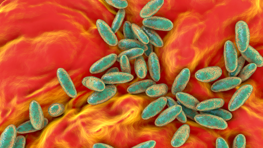 Yersinia pestis bacteria