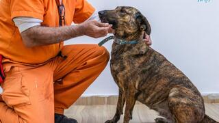 זינה והאסיר