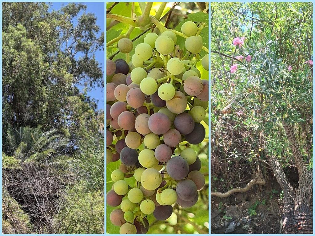 Растения заповедника: пройдите мокрый маршрут - и отыщите виноград. Вкусный! 