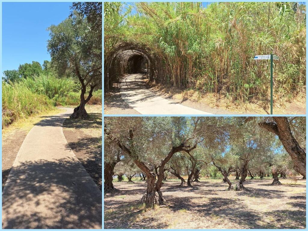 Сухой маршрут в тени беседок и деревьев, оливковая роща 