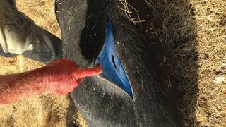 כחול בפנים. חזיר פרא